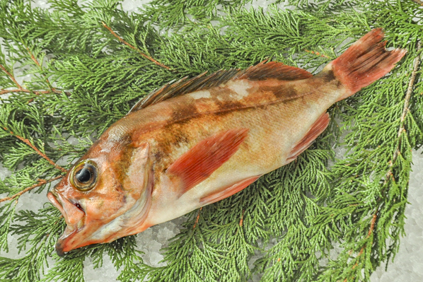 メバル 釣物 八面六臂