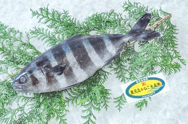 鹿児島かねご水産　ブリモドキ（鹿児島県産）