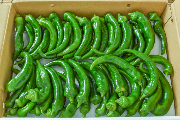 ハラペーニョ 【業務用食材の仕入れなら八面六臂】