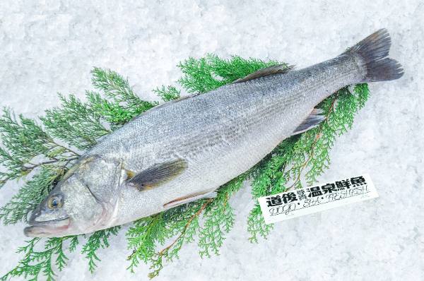 道後尊貴温泉鮮魚　スズキ（愛媛県伊予産）