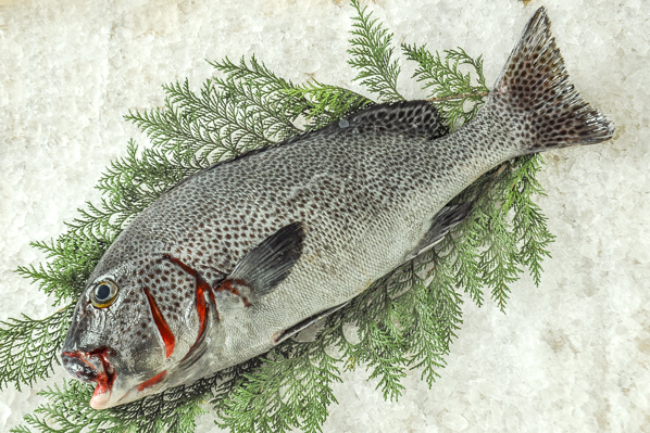 アジアコショウダイ 釣物 八面六臂