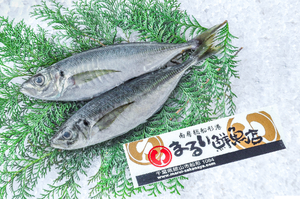 マアジ（釣物）