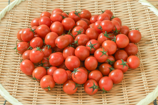 トマト型置物 オレンジ色 中玉トマト シンディーオレンジ 接木苗｜種（タネ）,球根,苗