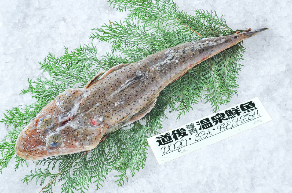 船上活〆血抜きヨシノゴチ（スナゴチ）（ゴチ網）
