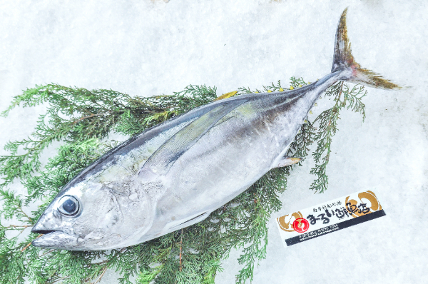 ビンチョウマグロ（定置網） 【業務用食材の仕入れなら八面六臂】