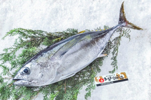 まるい鮮魚店　ビンチョウマグロ（千葉県館山市船形産）