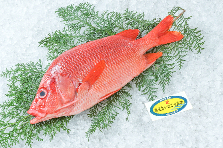 その他（鮮魚） 【業務用食材の仕入れなら八面六臂】
