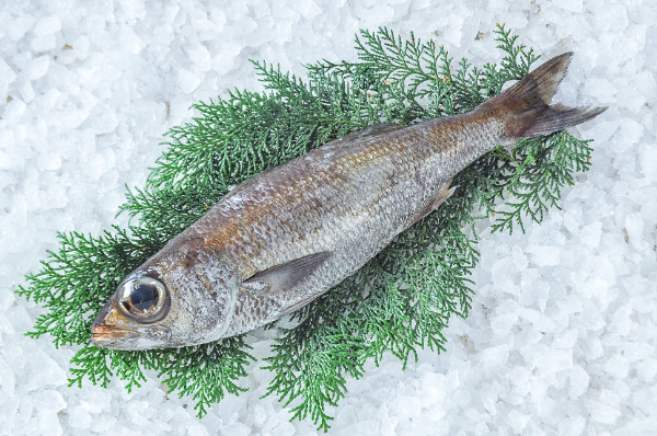 クロムツ（釣物）