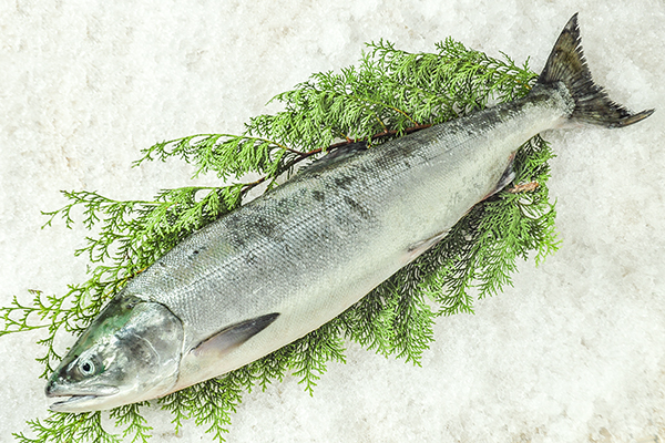 国産天然サーモン 【業務用食材の仕入れなら八面六臂】