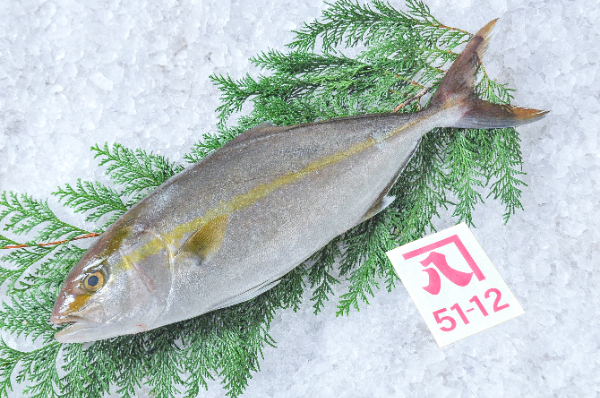 かねはち　カンパチ（ショッコ）（静岡県沼津産）