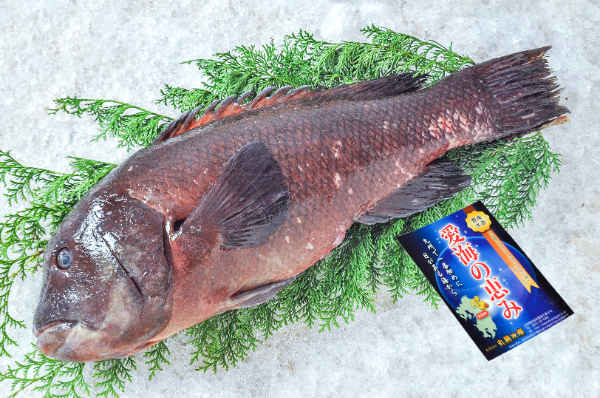 愛海の恵み（丸昌水産）　カンダイ（コブダイ）（大分県佐伯産）