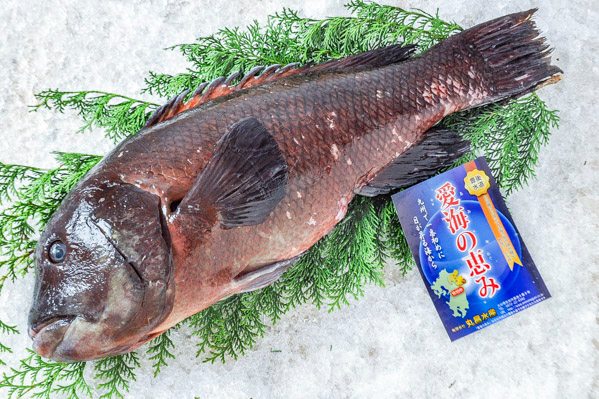 愛海の恵み（丸昌水産）　カンダイ（コブダイ）（定置網）3.7kg（大分県佐伯産）