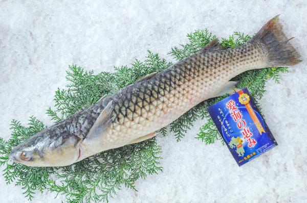 愛海の恵み（丸昌水産）　首折れメナダ（大分県佐伯産）