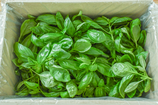 バジル　箱500gr