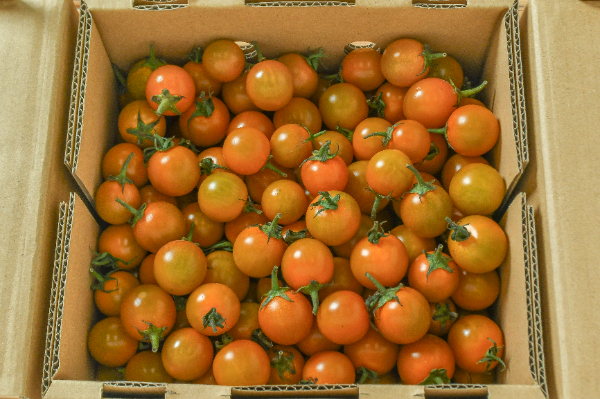 ミニトマト（オレンジ千果）（小）箱1kg