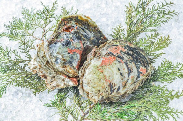 養殖岩牡蠣