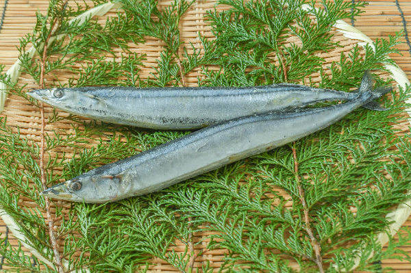塩サンマ（55尾）