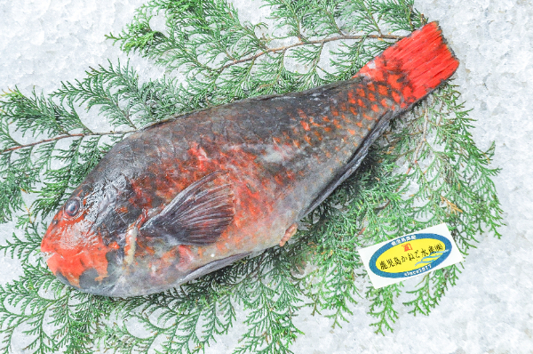 鹿児島かねご水産　ブダイ（鹿児島県産）