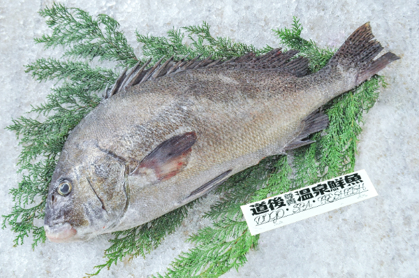 道後尊貴温泉鮮魚　活〆コショウダイ（愛媛県伊予産）