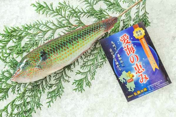 キュウセン 定置網 八面六臂