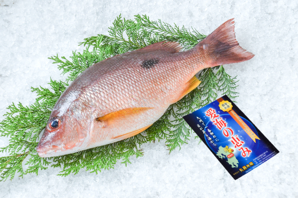 愛海の恵み（丸昌水産）　クロホシフエダイ（大分県佐伯産）
