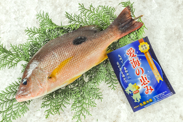 クロホシフエダイ 定置網 八面六臂