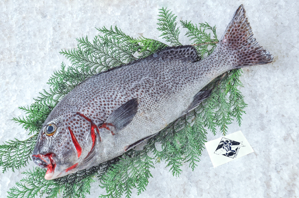 TORAYA　アジアコショウダイ（愛媛県宇和島産）