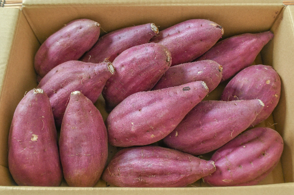 紅東（丸L）箱5Kg