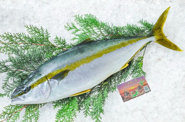 活〆ヒラマサ（定置網） 【八面六臂】