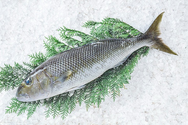 アオチビキ（釣物）