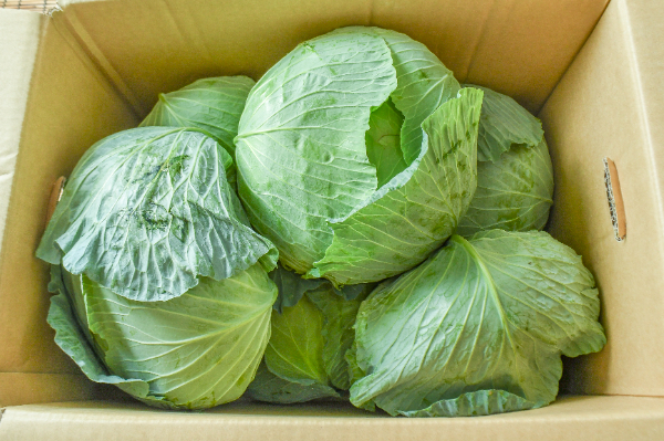 キャベツ（10玉サイズ） 【業務用食材の仕入れなら八面六臂】