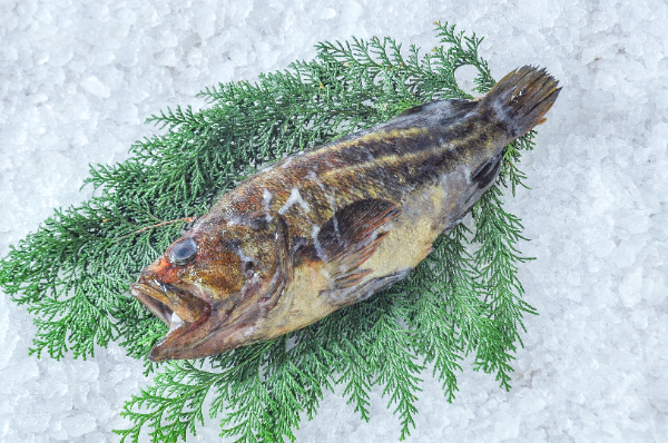 シマソイ（釣物）