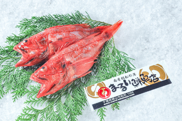 まるい鮮魚店　アカカサゴ（千葉県館山市船形産）