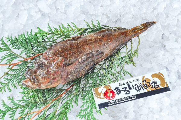 まるい鮮魚店　オコゼ（千葉県館山市船形産）