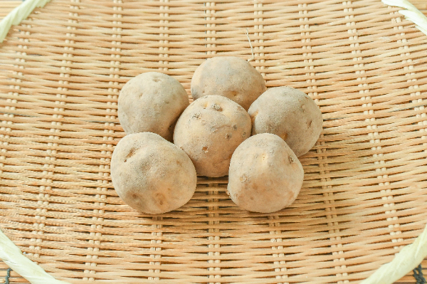 きたかむい（M）500gr