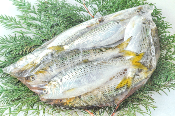 コハダ 【業務用食材の仕入れなら八面六臂】