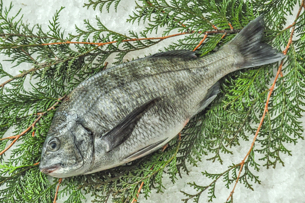 クロダイ 釣物 八面六臂