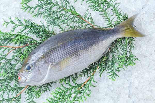 アオダイ（釣物）