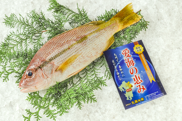 ヨコスジフエダイ 底曳網 八面六臂