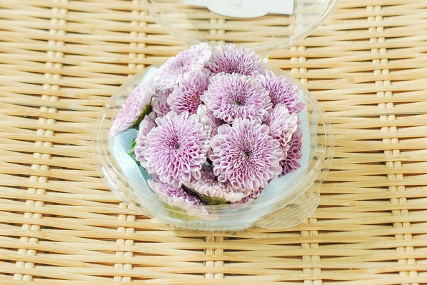 薄紫小菊（菊の花）（ドリームポンポン）（B）