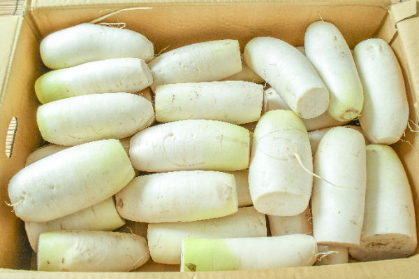 大根（加工用）（切丸A）箱10kg