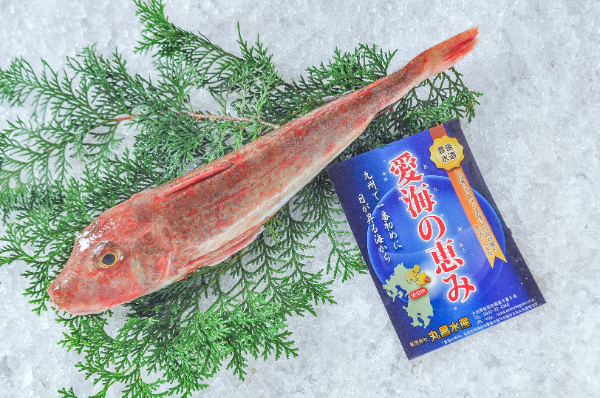 愛海の恵み（丸昌水産）　ホウボウ（定置網）500gr（大分県佐伯産）