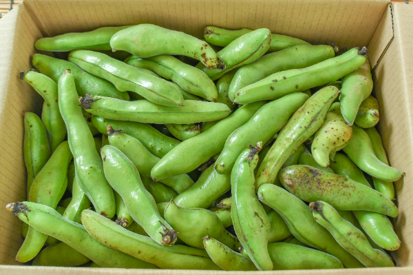 空豆 そら豆加工品（冷凍・常温） 【業務用食材の仕入れなら八面六臂】