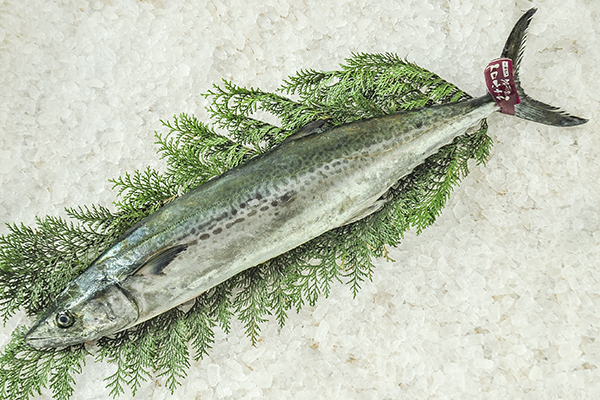 答志島トロさわら 八面六臂