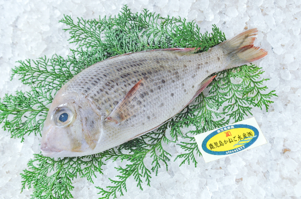 鹿児島かねご水産　シロダイ（鹿児島県産）