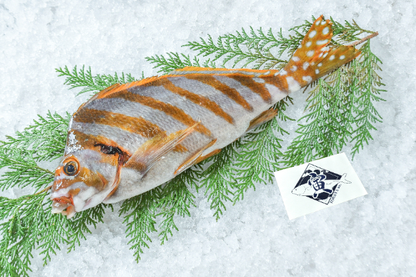 TORAYA　タカノハダイ（愛媛県宇和島産）