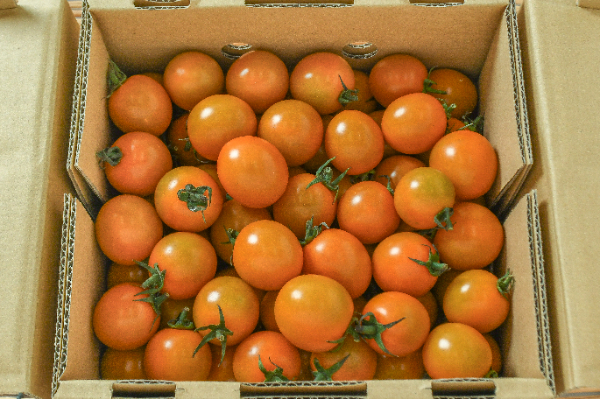 ミニトマト（オレンジ千果）（大）箱1kg