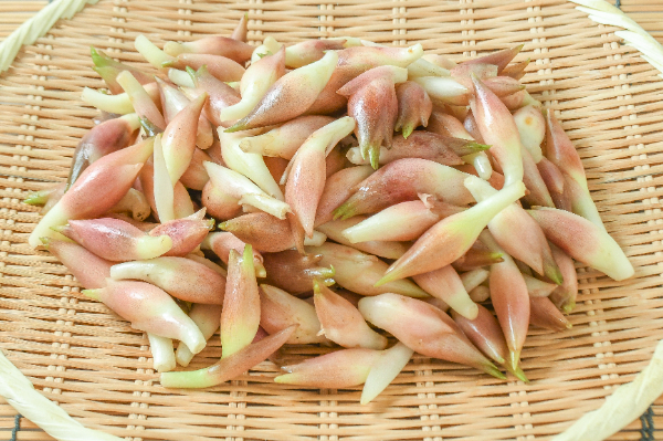 茗荷（B）1kg
