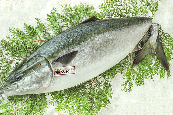 活〆桜ぶり 定置網 八面六臂