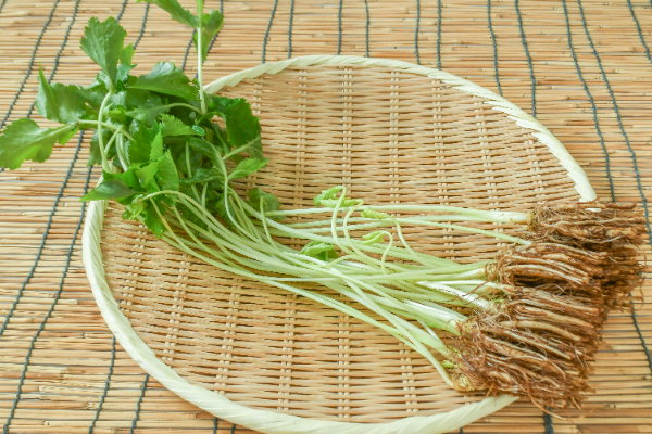 根三つ葉　200gr